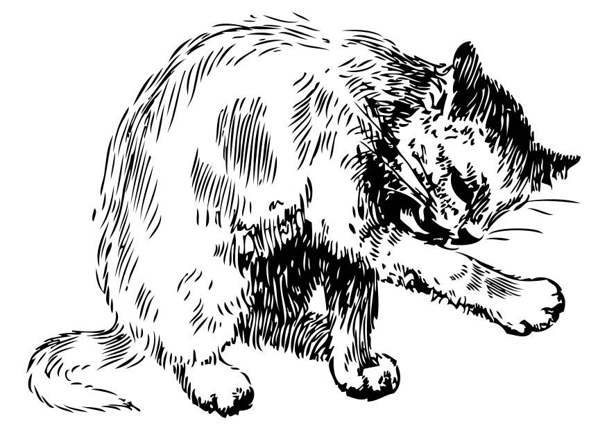Kleurplaat kat