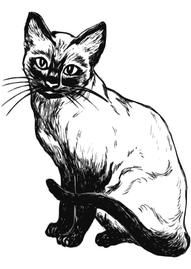 kat Kleurplaat kat