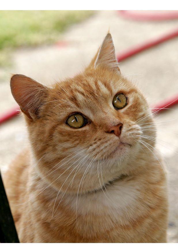 kat Foto kat