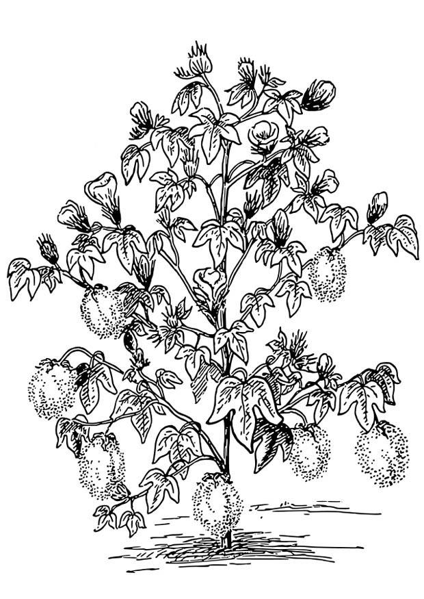 katoenplant Kleurplaat katoenplant