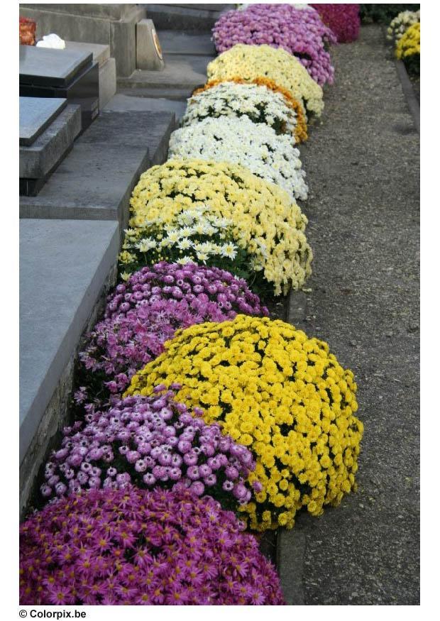 kerkhof - chrysanten Foto kerkhof - chrysanten