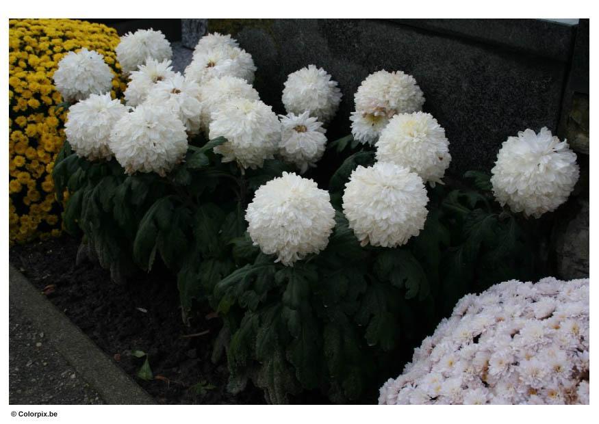 kerkhof - chrysanten Foto kerkhof - chrysanten