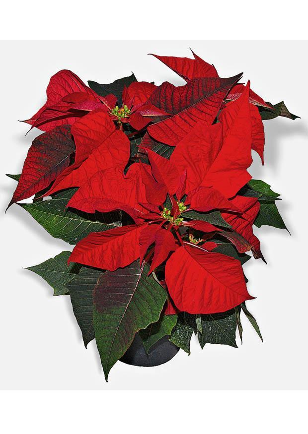 kerstster Foto kerstster