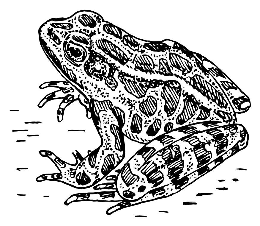 kikker Kleurplaat kikker