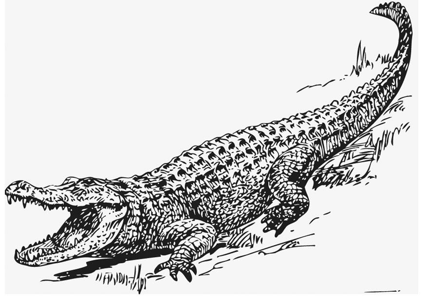 Kleurplaat alligator