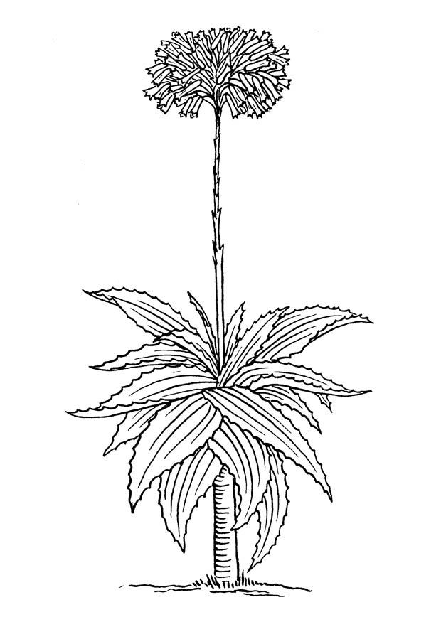 Kleurplaat aloA« vera