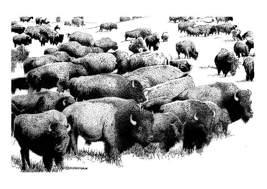 Kleurplaat amerikaanse buffels