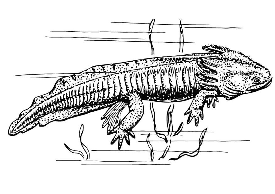 Kleurplaat axolotl