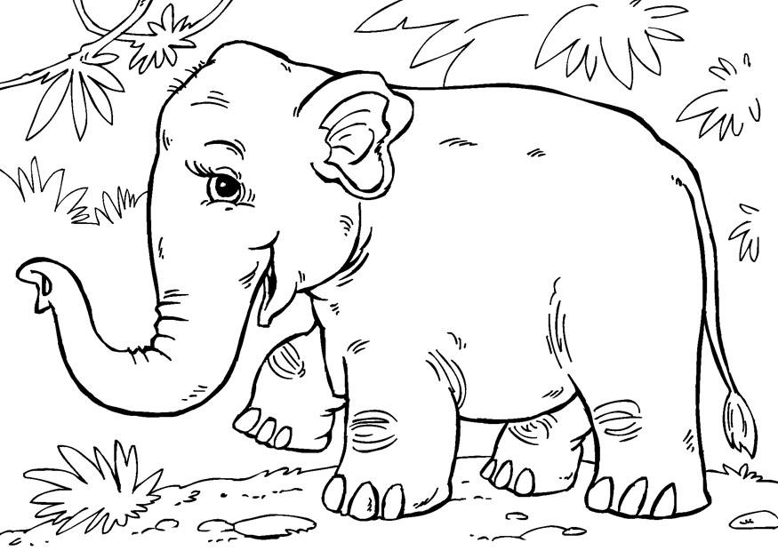 Kleurplaat aziatische olifant