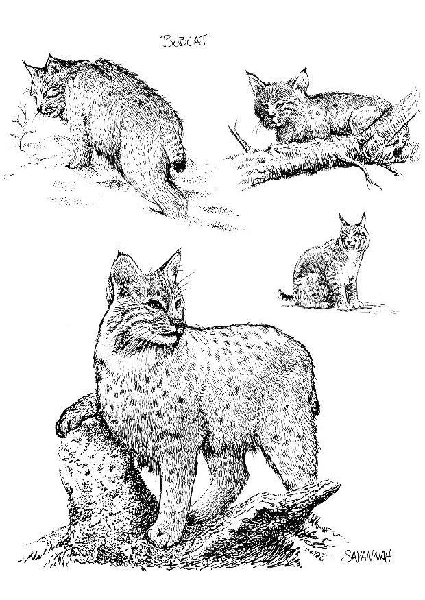 Kleurplaat bobcat