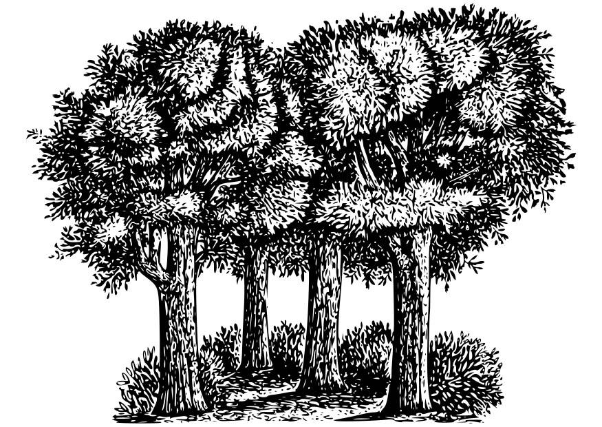 Kleurplaat bomen