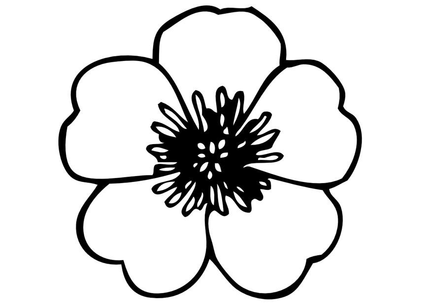 Kleurplaat boterbloem