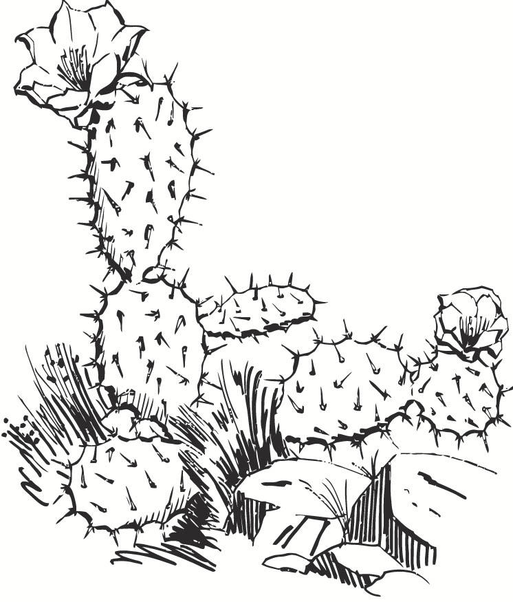Kleurplaat cactus