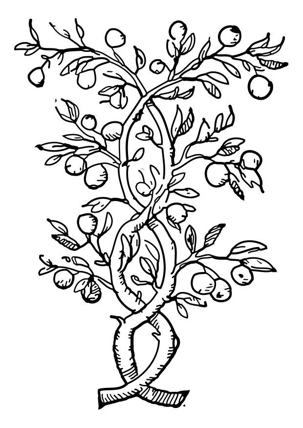 Kleurplaat fruitboom