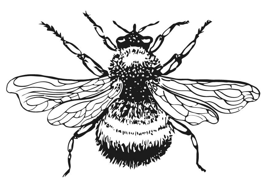 Kleurplaat hommel