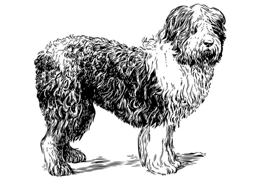 Kleurplaat hond - poolse herdershond