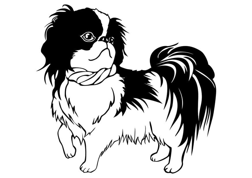 Kleurplaat hond - shih tzu
