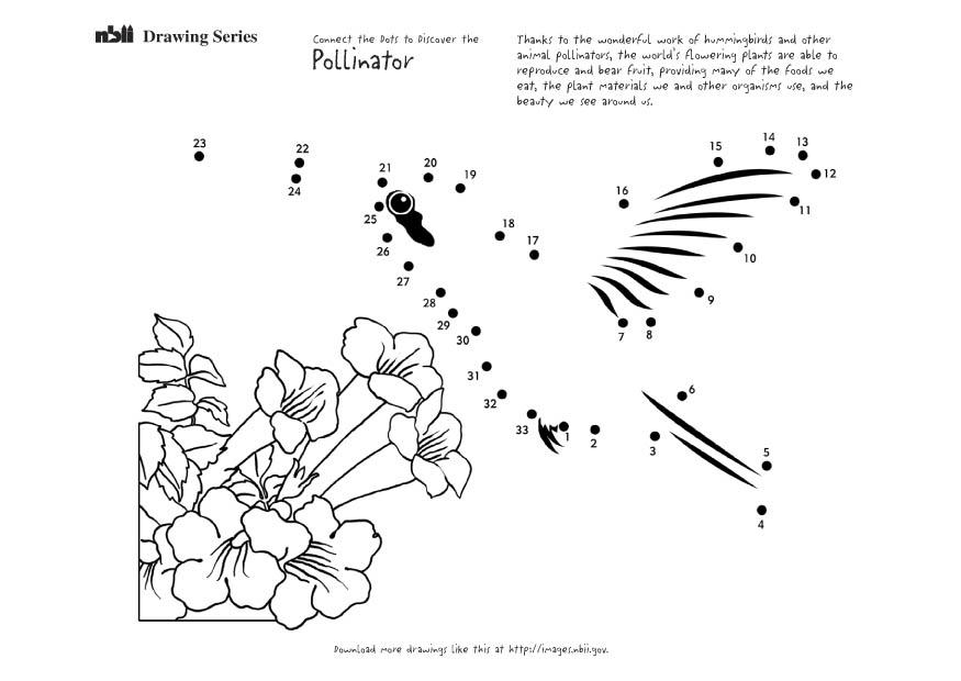 Kleurplaat kolibri