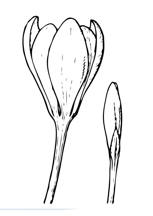 Kleurplaat krokus