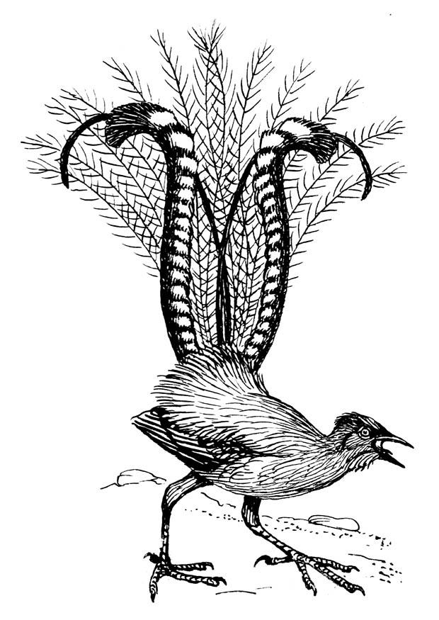 Kleurplaat liervogel