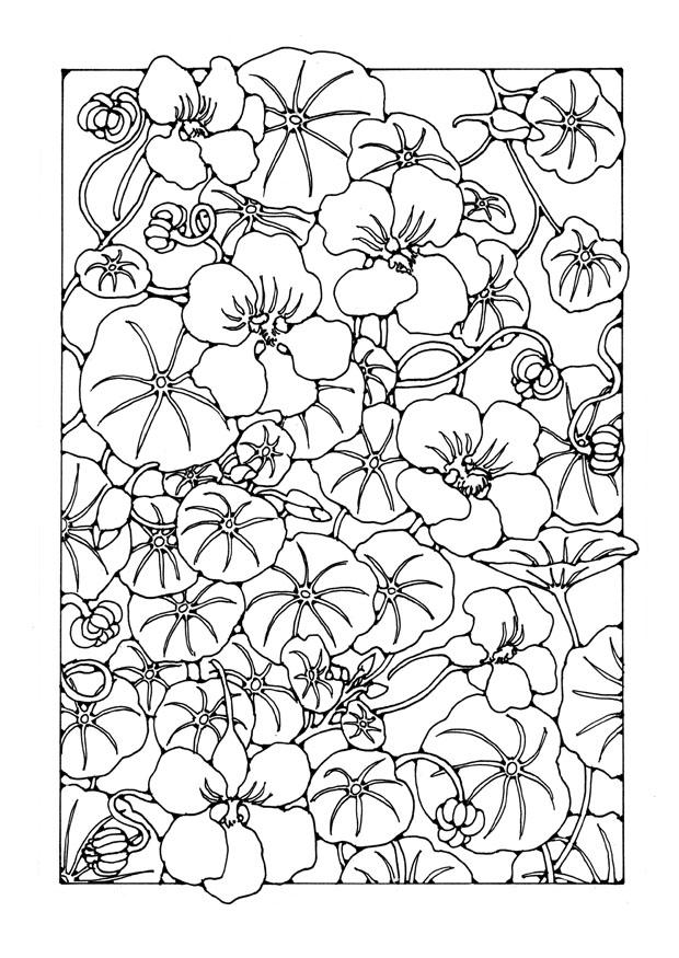 Kleurplaat nasturtium bloem
