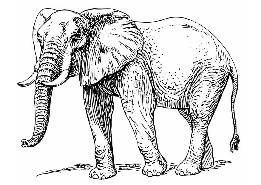 Kleurplaat olifant