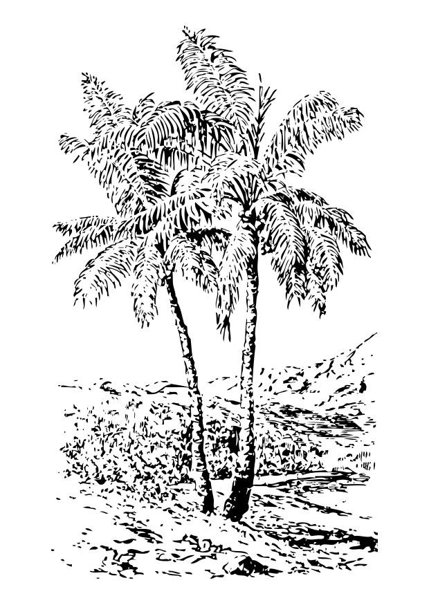 Kleurplaat palmboom