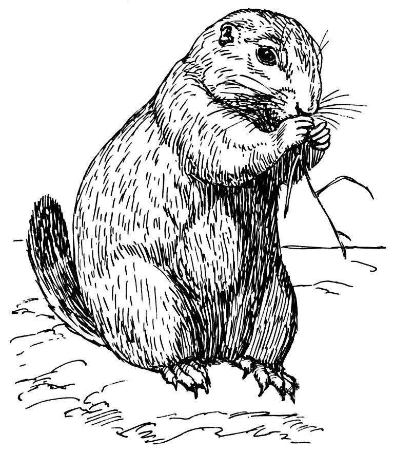 Kleurplaat prairiehond