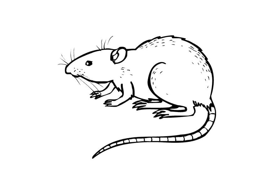 Kleurplaat rat
