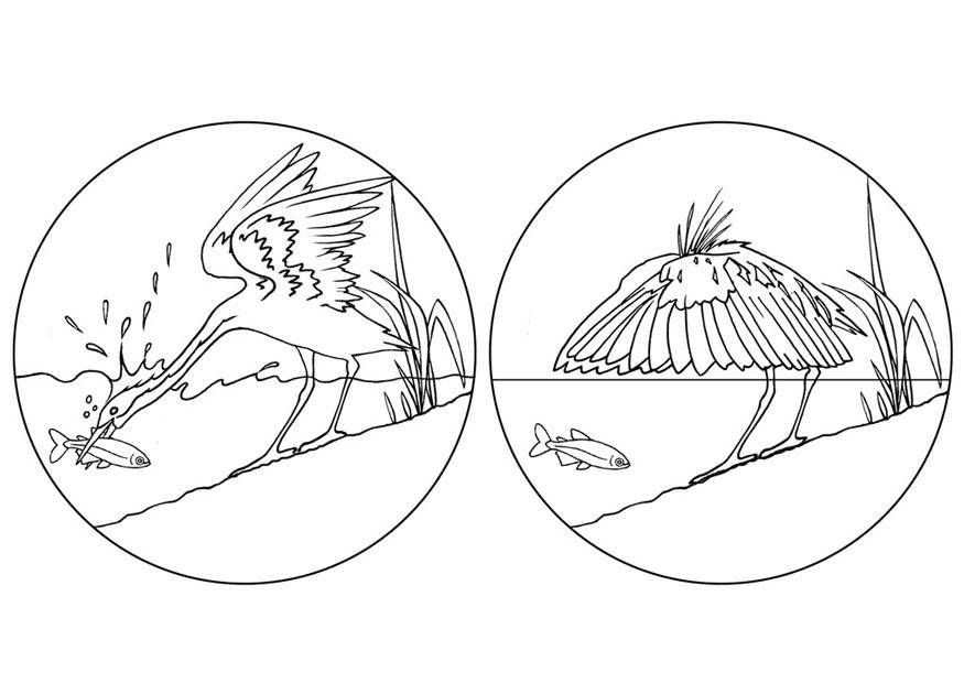Kleurplaat reiger vangt vis