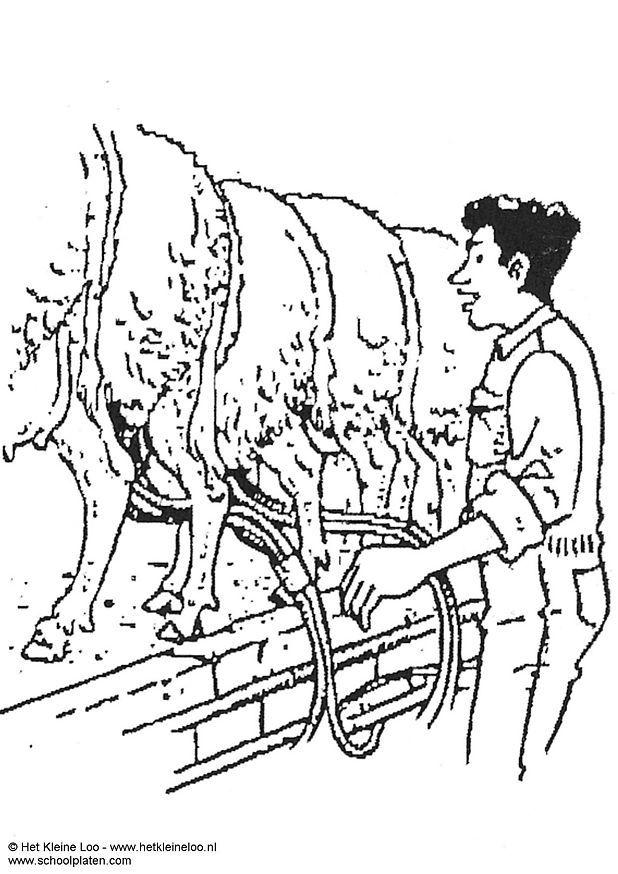 Kleurplaat schapen melken