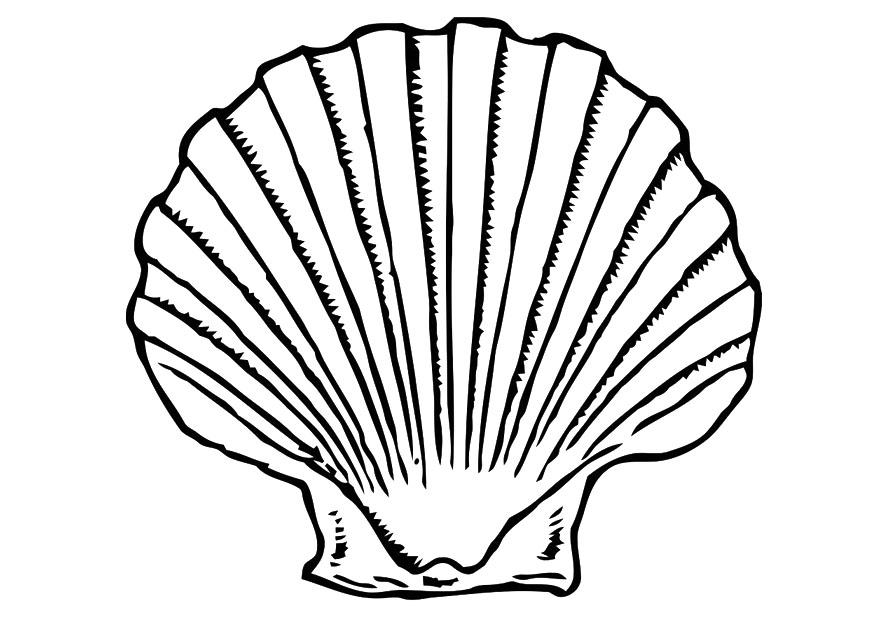 Kleurplaat schelp