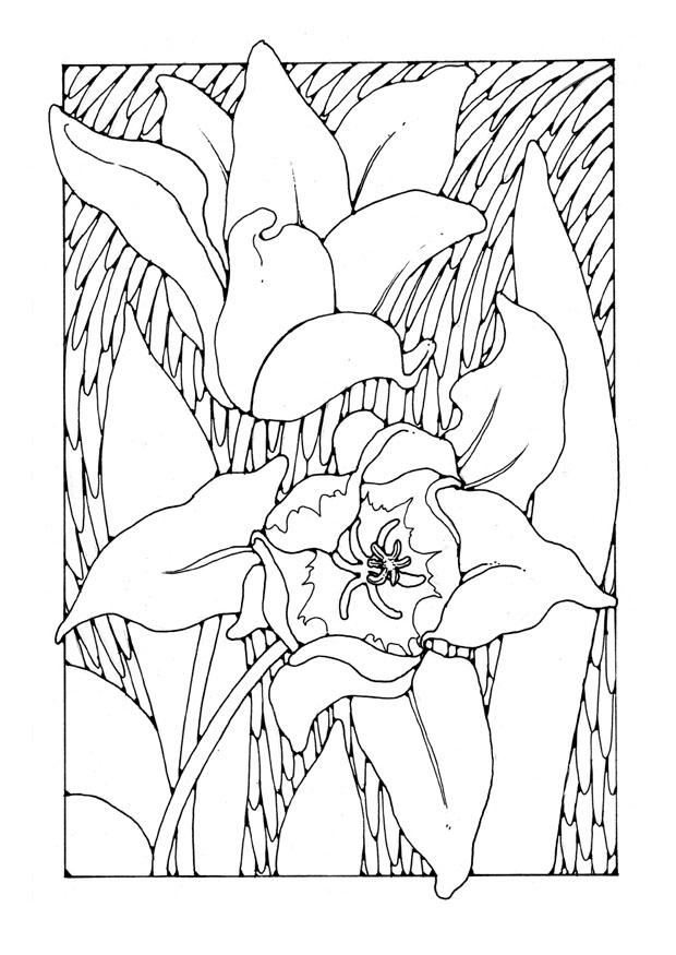 Kleurplaat tulpen 