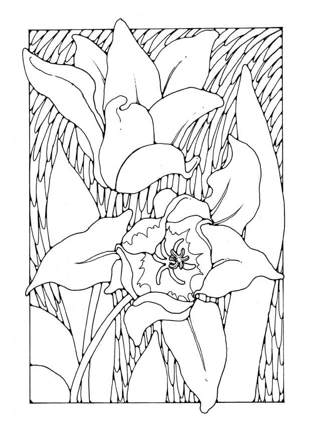 Kleurplaat tulpen 