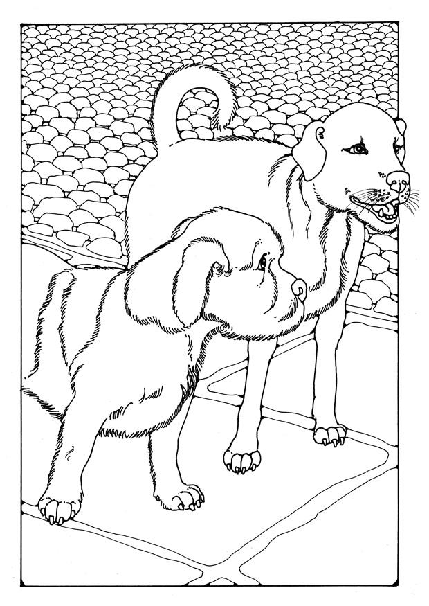 Kleurplaat twee honden