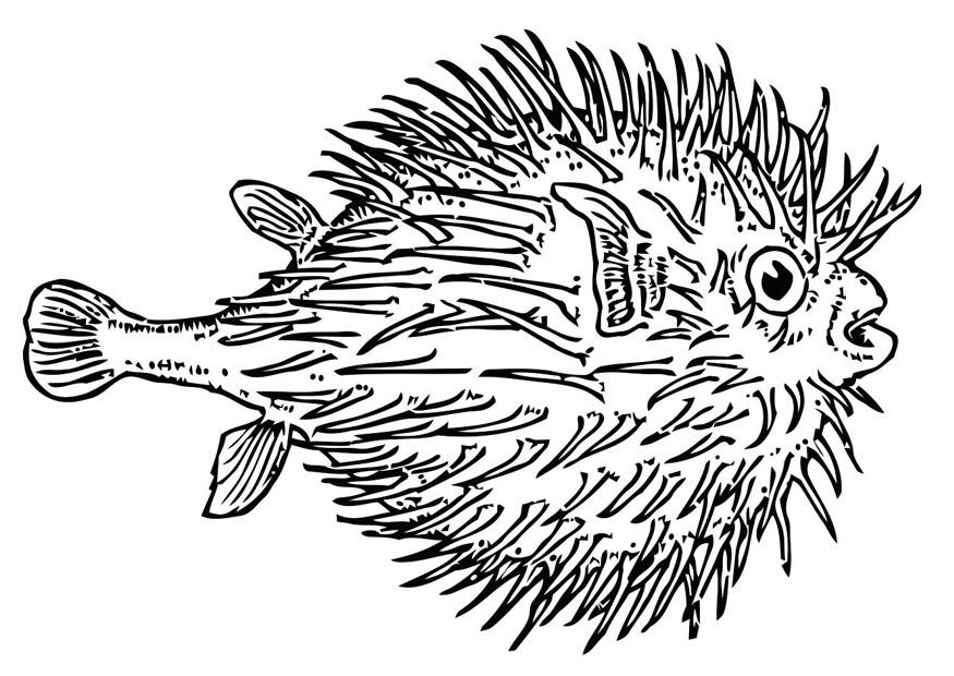 Kleurplaat vis - blaasvis