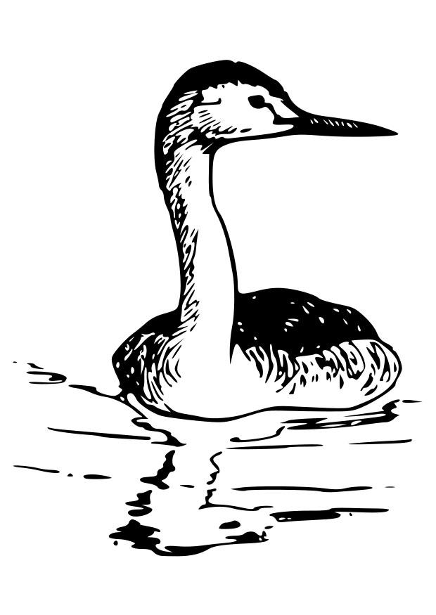 Kleurplaat vogel - zwanenhalsfuut