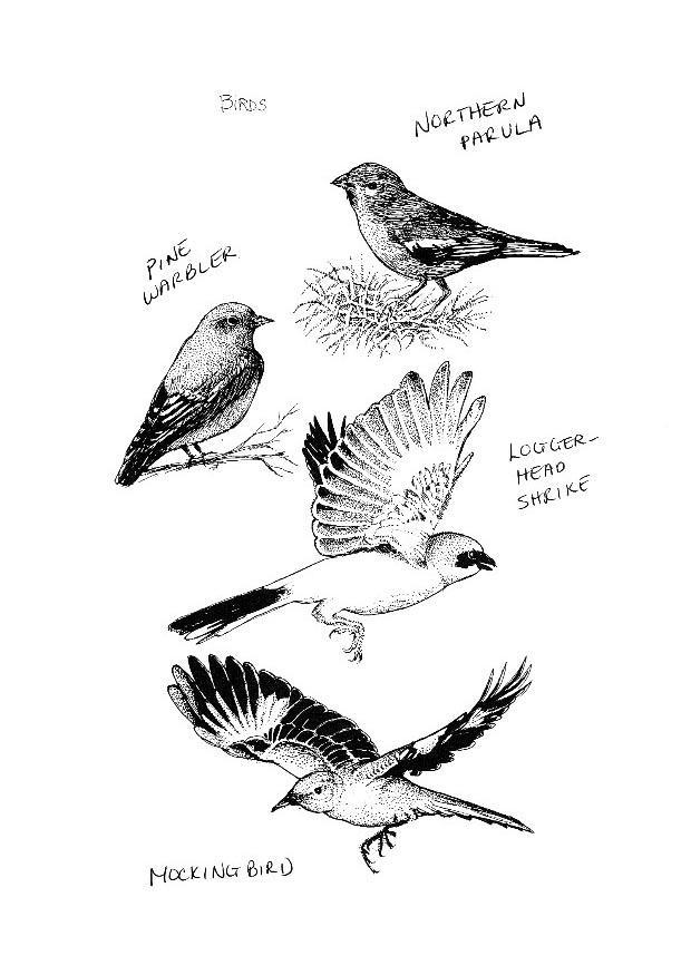 Kleurplaat vogels