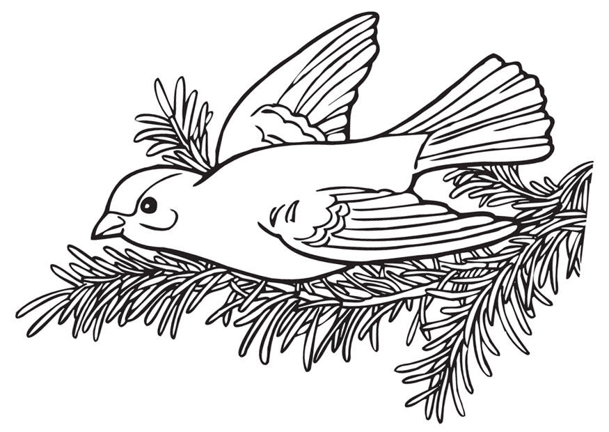 Kleurplaat vogeltje