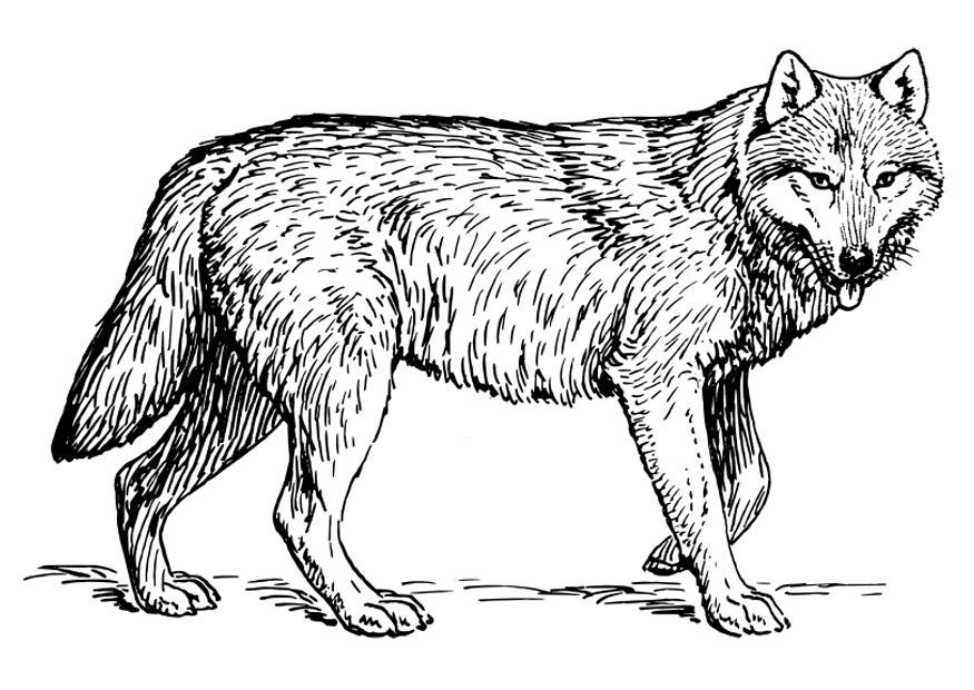 Kleurplaat wolf 