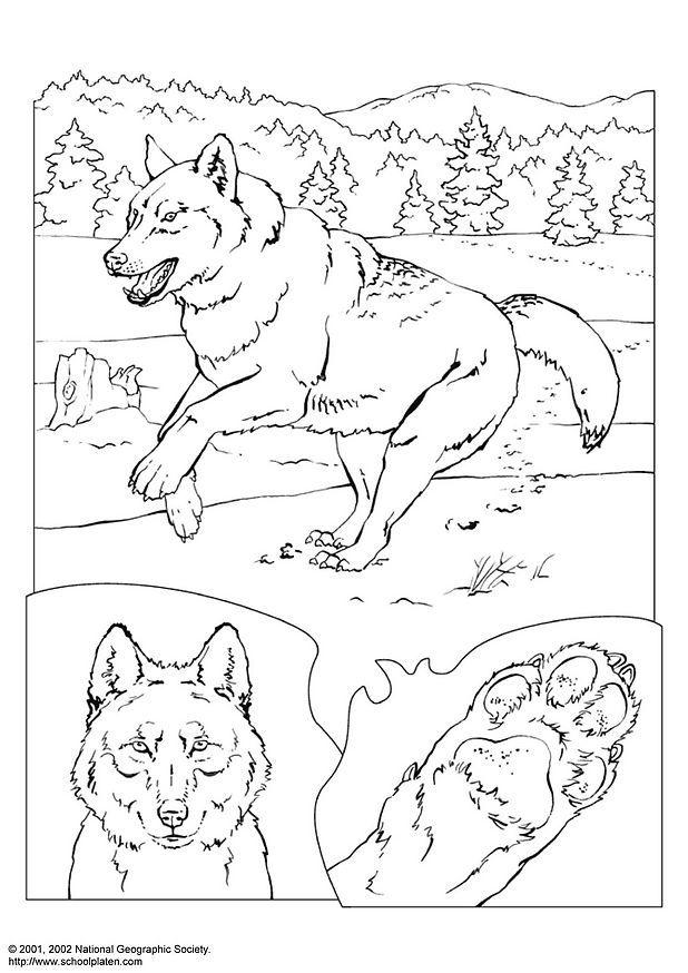 Kleurplaat wolf