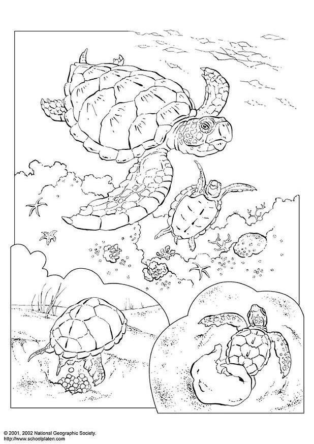 Kleurplaat zeeschildpad