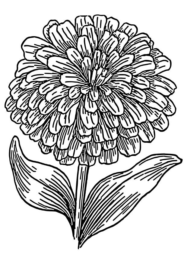 Kleurplaat zinnia