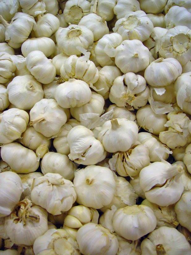 knoflook Foto knoflook
