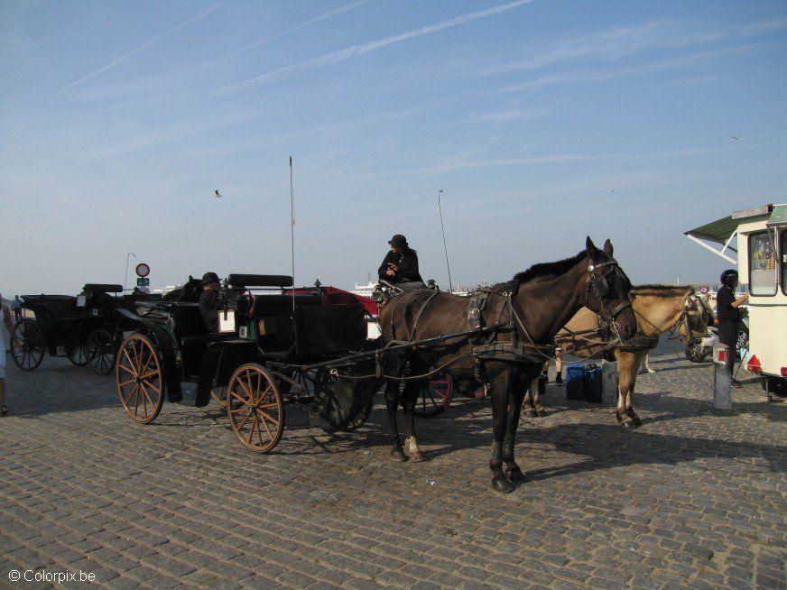 koets met paard Foto koets met paard