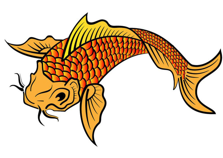 koi Afbeelding koi
