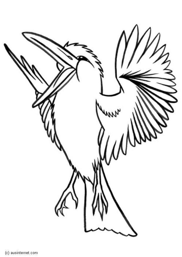 kookaburra - lachvogel Kleurplaat kookaburra - lachvogel