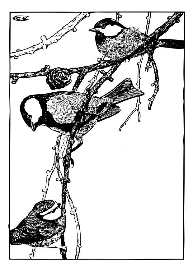 koolmees Kleurplaat koolmees