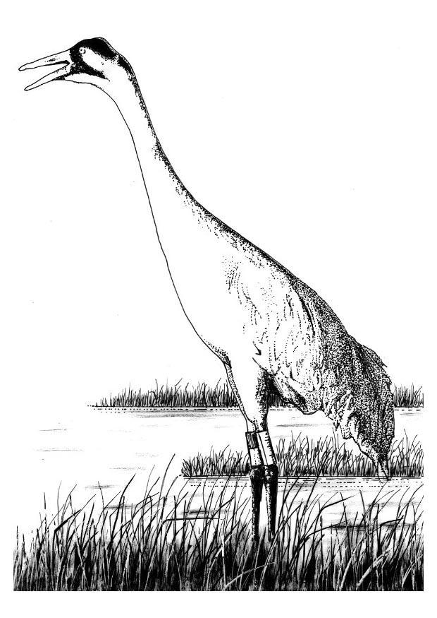 kraanvogel Kleurplaat kraanvogel