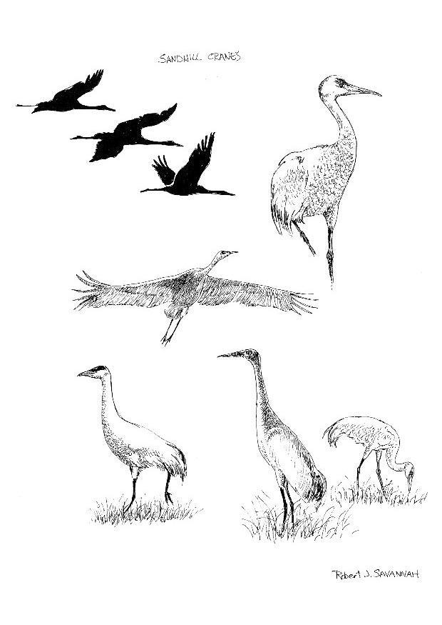 kraanvogels Kleurplaat kraanvogels